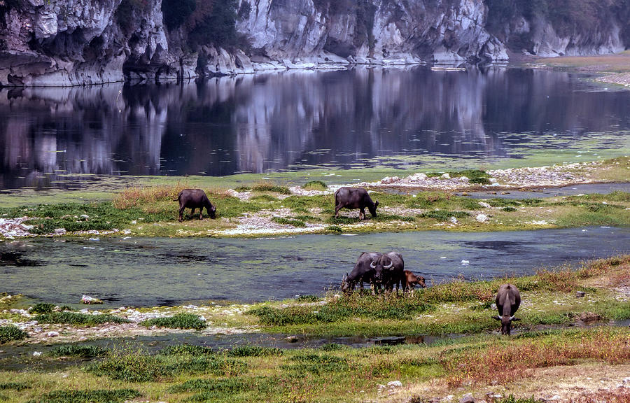 Water Buffalo on the Li River China Photograph by Lynn Bolt