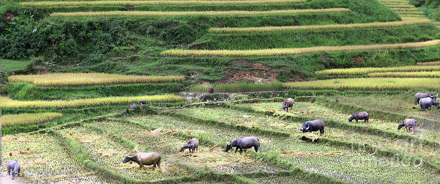 Water Buffalo Rice Fields Sapa Vietnam  Photograph by Chuck Kuhn