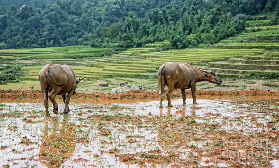 Water Buffalo Rice Vietnam Photograph by Chuck Kuhn