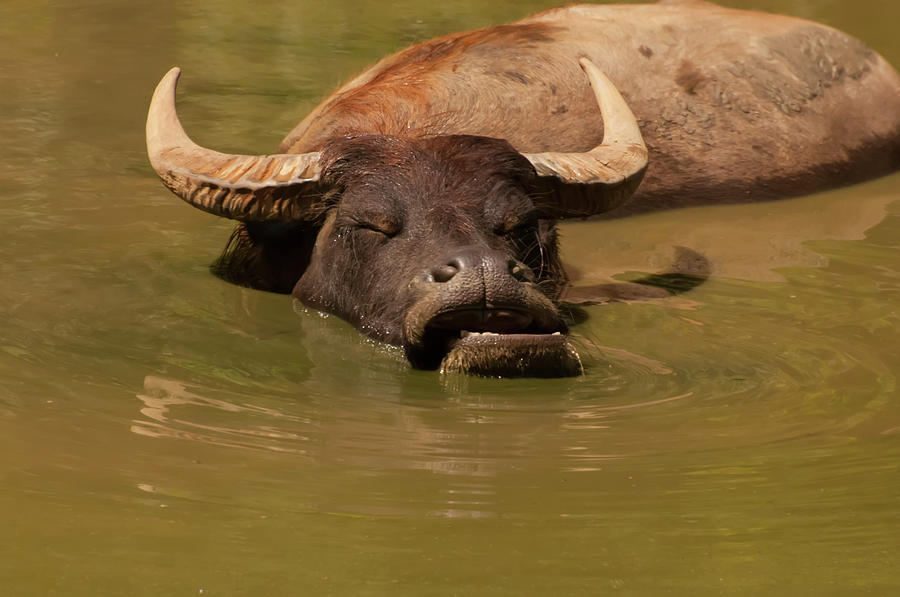 Nature Photograph - Water Buffalo Sleeping by Flees Photos