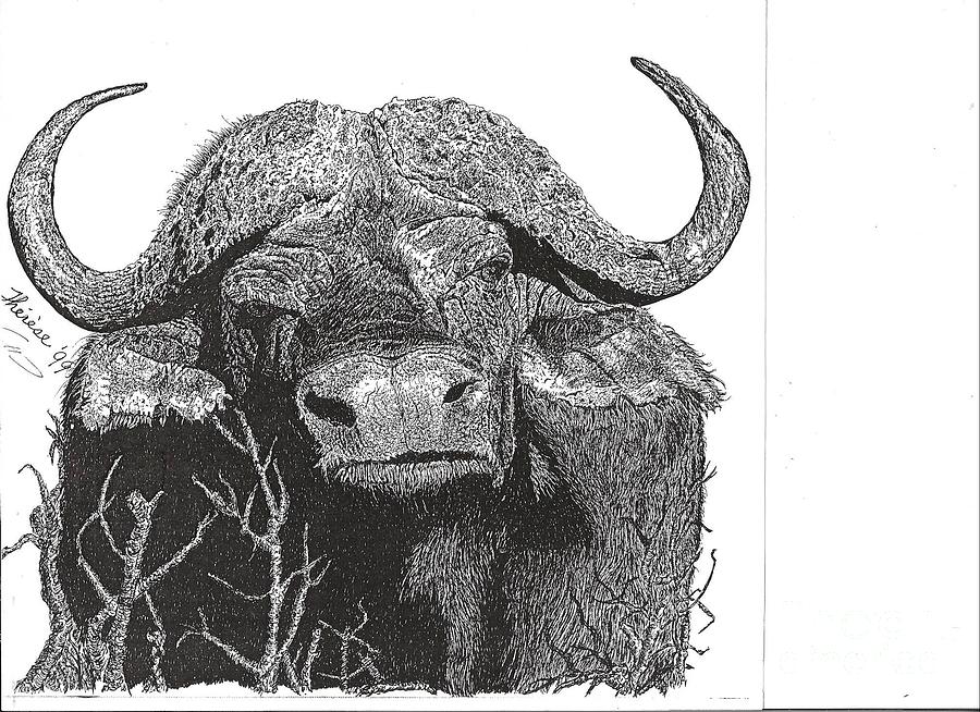 Wildlife Drawing - Water Buffalo by Bill Hubbard