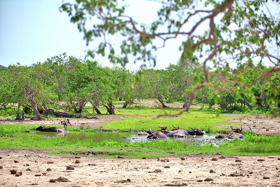 water buffalos are laying in a fascinating landscape in the Yala Nationalpark Photograph by Gina Koch