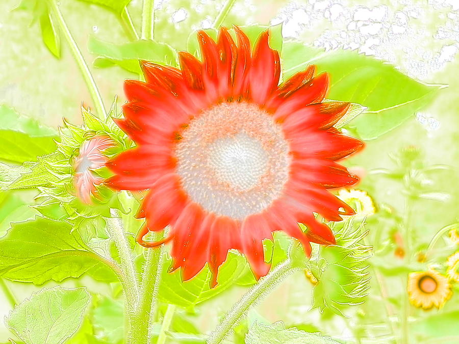 Water Color Delightful Sunflower Photograph by Belinda Lee