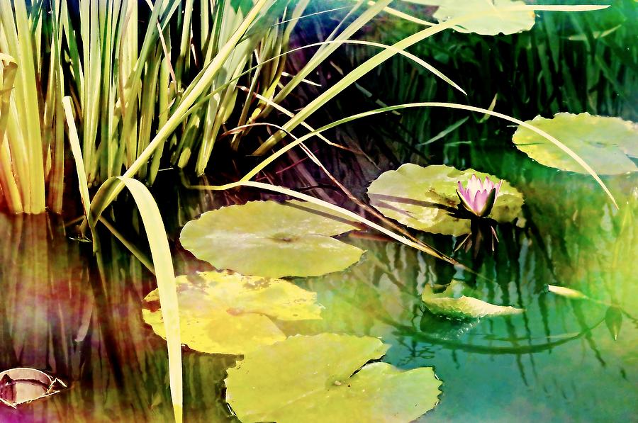 Water Color Garden Photograph by Diana Angstadt