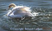 Swan Painting - Water Dancer - Mute Swan by Rebecca Latham Swan Painting - Water Dancer - Mute Swan by Rebecca Latham