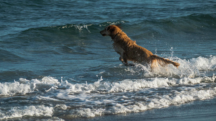 Water Dog Delray Beach Florida Photograph by Lawrence S Richardson Jr