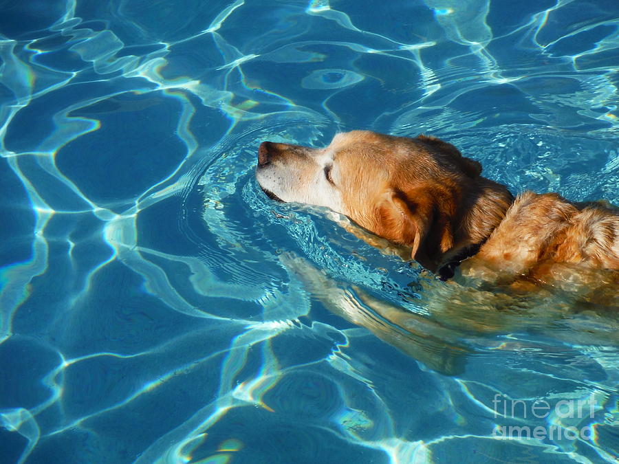 Water Dogs Series 10 Photograph by Paddy Shaffer
