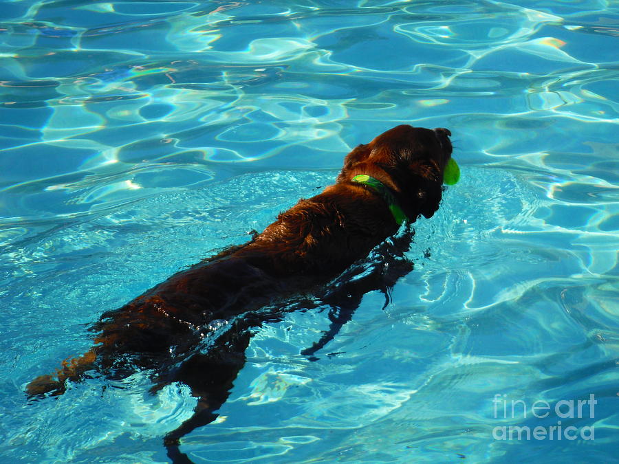 Water Dogs Series 11 Photograph by Paddy Shaffer