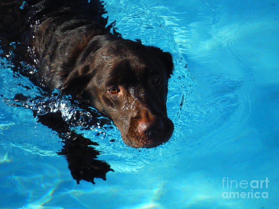 Water Dogs Series 2 Photograph by Paddy Shaffer
