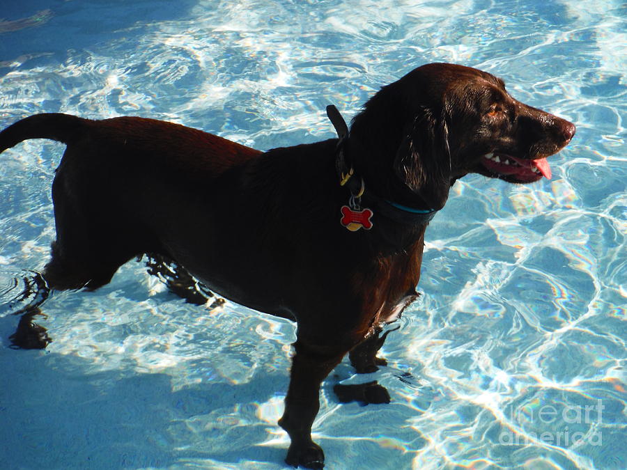 Water Dogs Series 9 Photograph by Paddy Shaffer