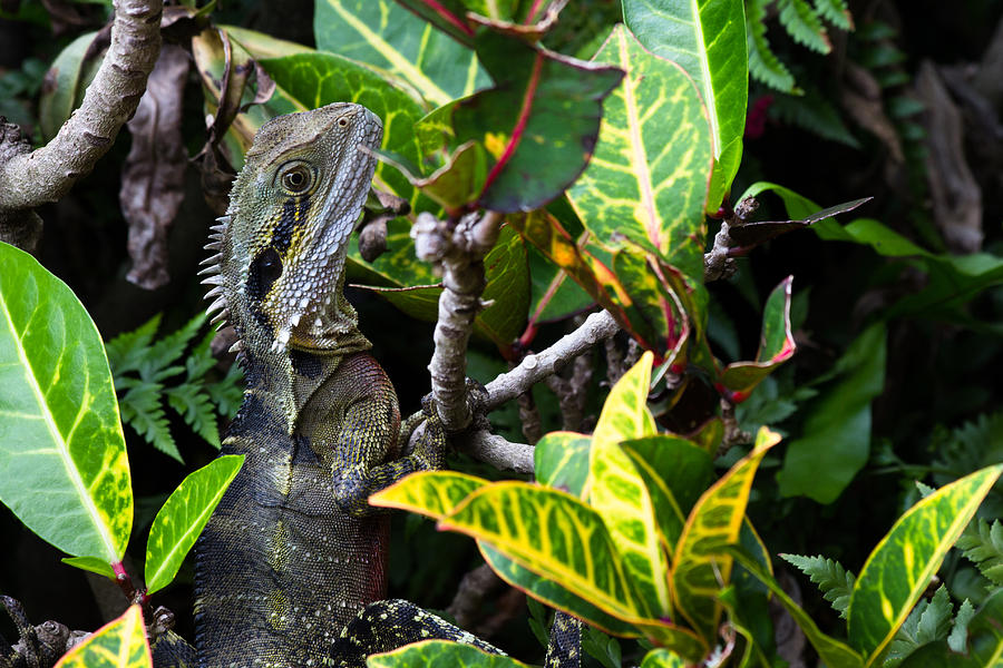 Water Dragon Hiding In The Leaves Photograph By Voodoo Delicious Pixels