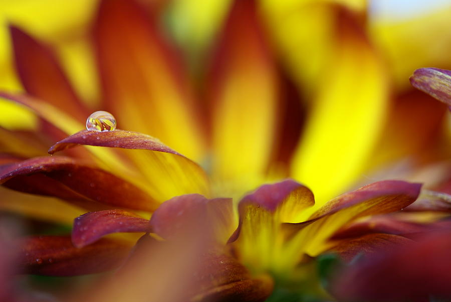 Water Drop Photograph by Andreas Freund