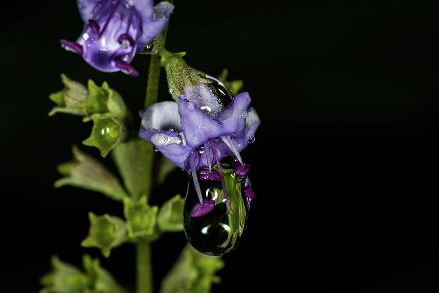Water Drop Photograph by Jay Stockhaus