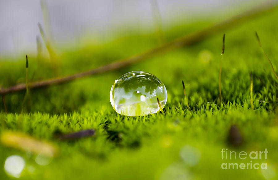 Nature Photograph - Water Drop by Julio Haro