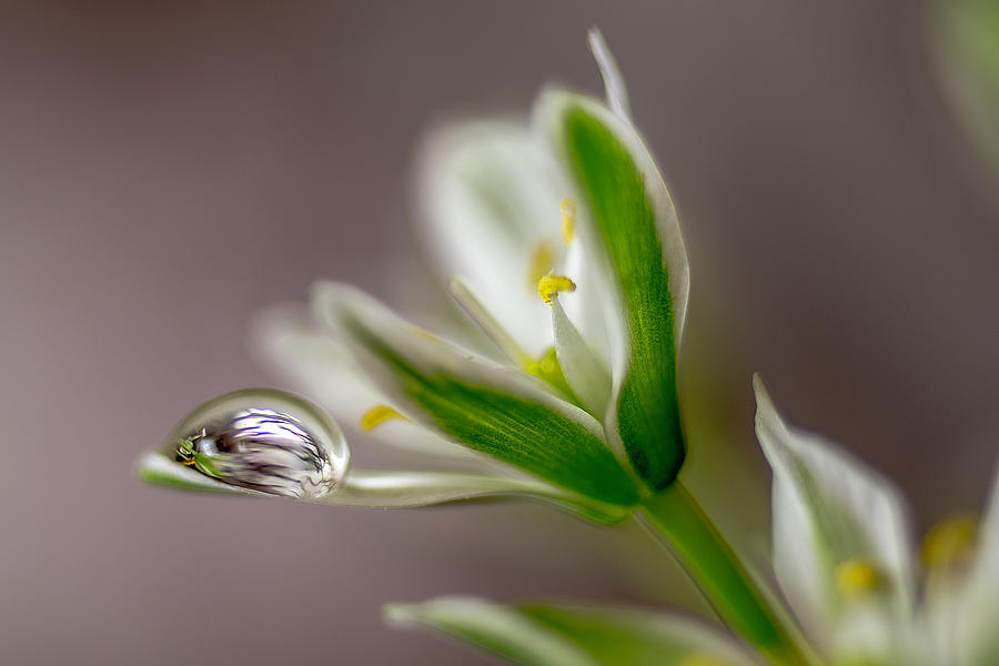 Water drop on a little white flower 2 Photograph by Wolfgang Stocker