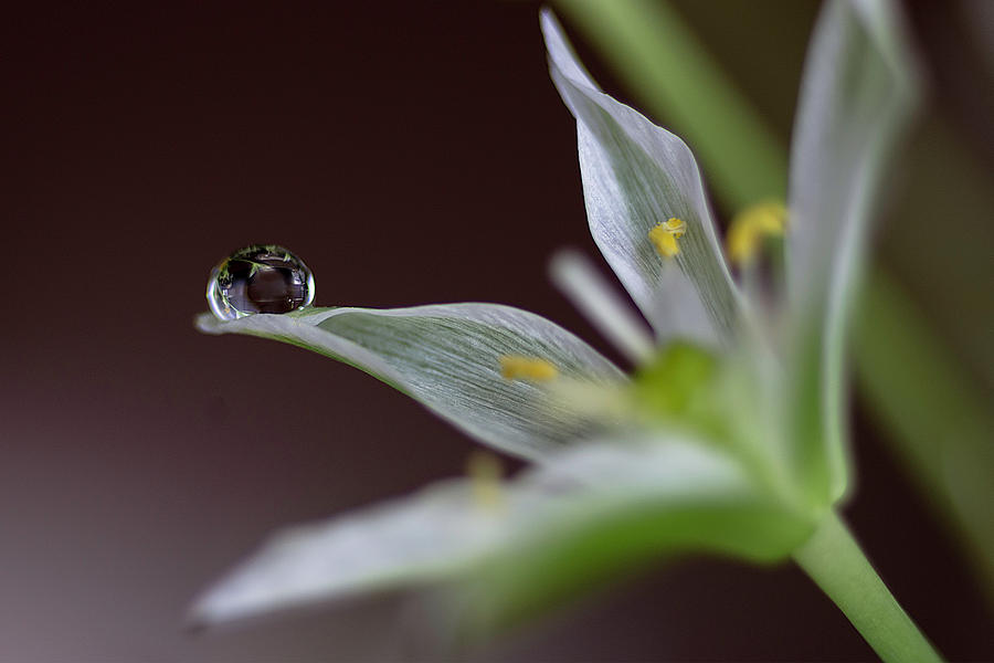 Water drop on a little white flower 3 Photograph by Wolfgang Stocker