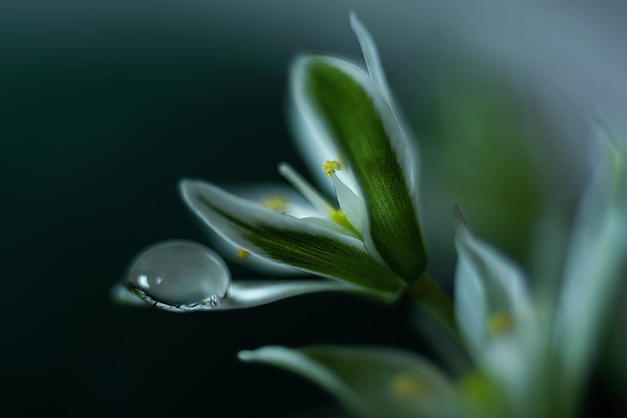 Water drop on a little white flower 4 Photograph by Wolfgang Stocker