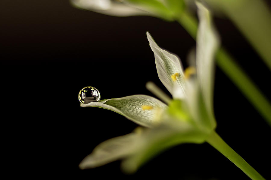 Water drop on a little white flower Photograph by Wolfgang Stocker