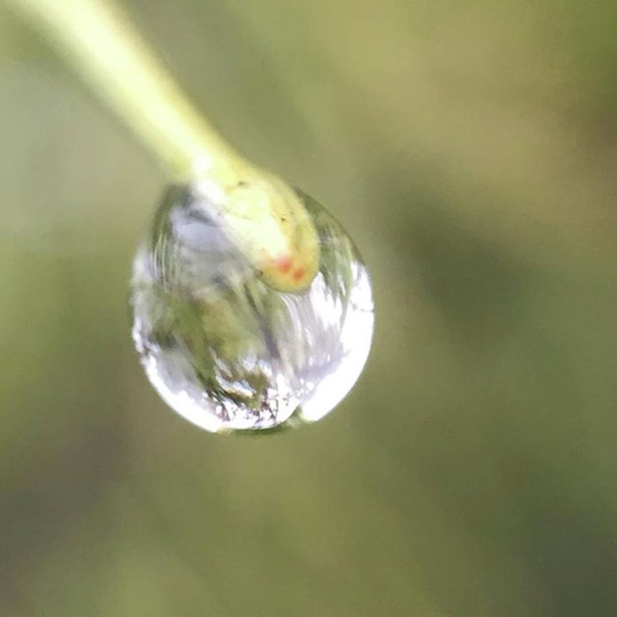 Closeup Photograph - Water Drop On A Pine Needle #waterdrops by Random Braking