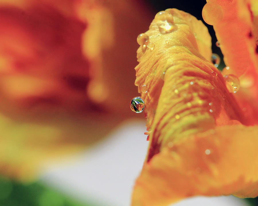 Water Drop on Orange Petal Photograph by Angela Murdock