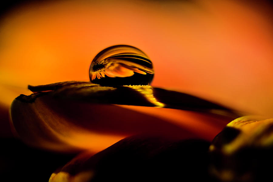 Water drop on Orange Photograph by Wolfgang Stocker