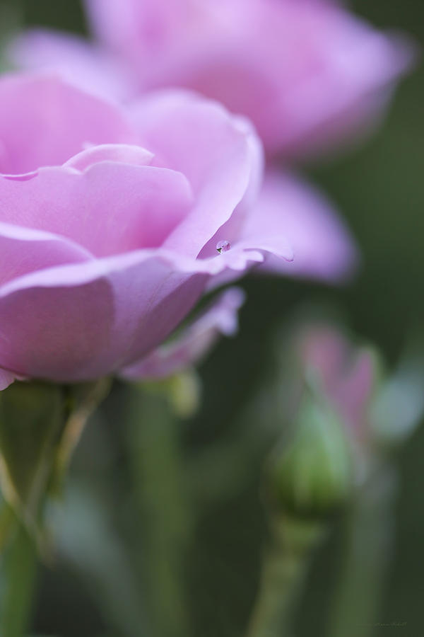 Summer Photograph - Water Drop on Rose Petal by Jennie Marie Schell