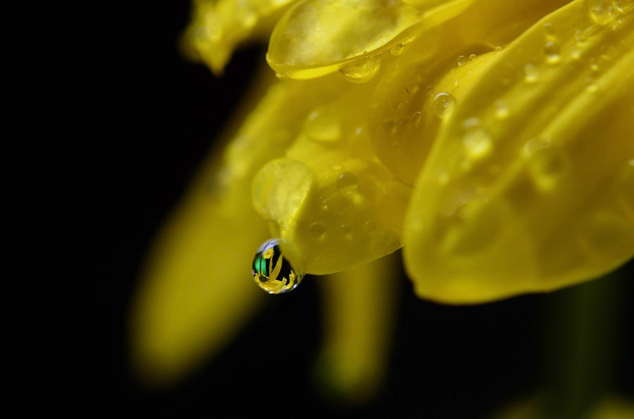Water Drop Reflections Photograph by Laura Mountainspring