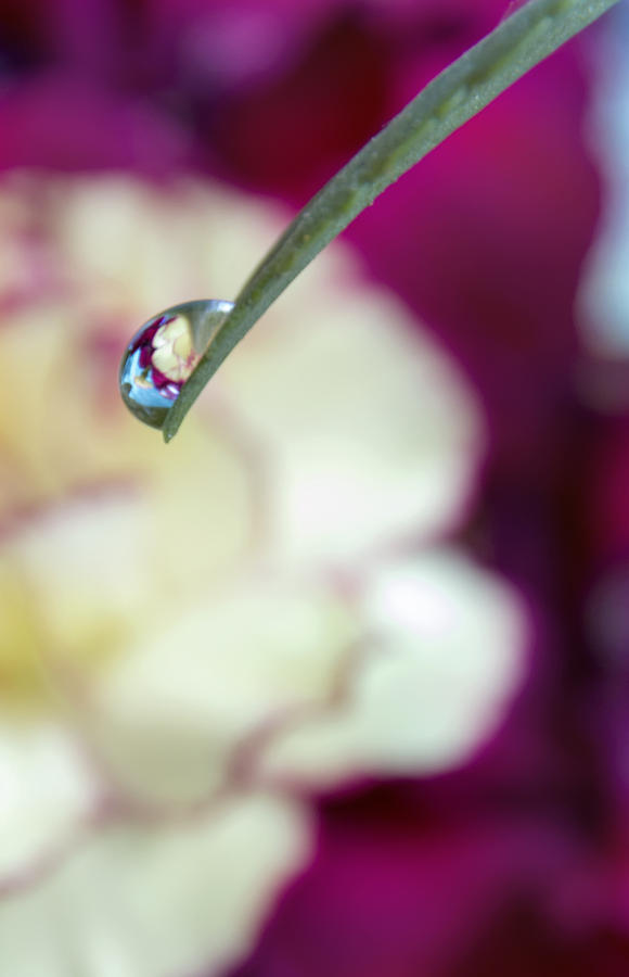 Flower Photograph - Water drop reflections of beauty by Dana Moyer