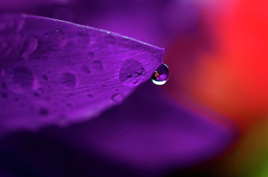 Water Drop Reflections With Purple II Photograph by Laura Mountainspring