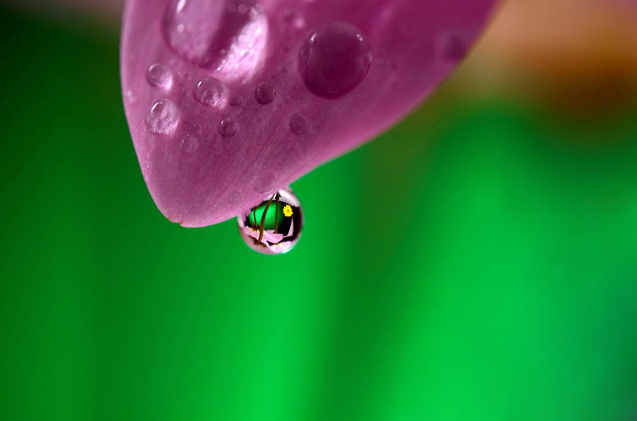 Water Drop Reflections With Purple Photograph by Laura Mountainspring