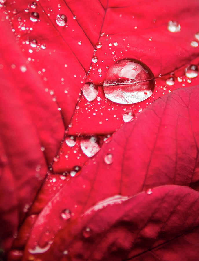 Water Droplet Photograph by David Hart