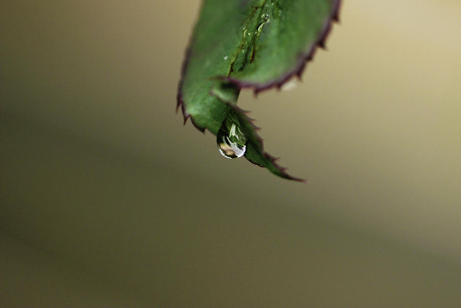 Water Droplet Falling Down from Rose Plant Leaf Photograph by Prakash Ghai