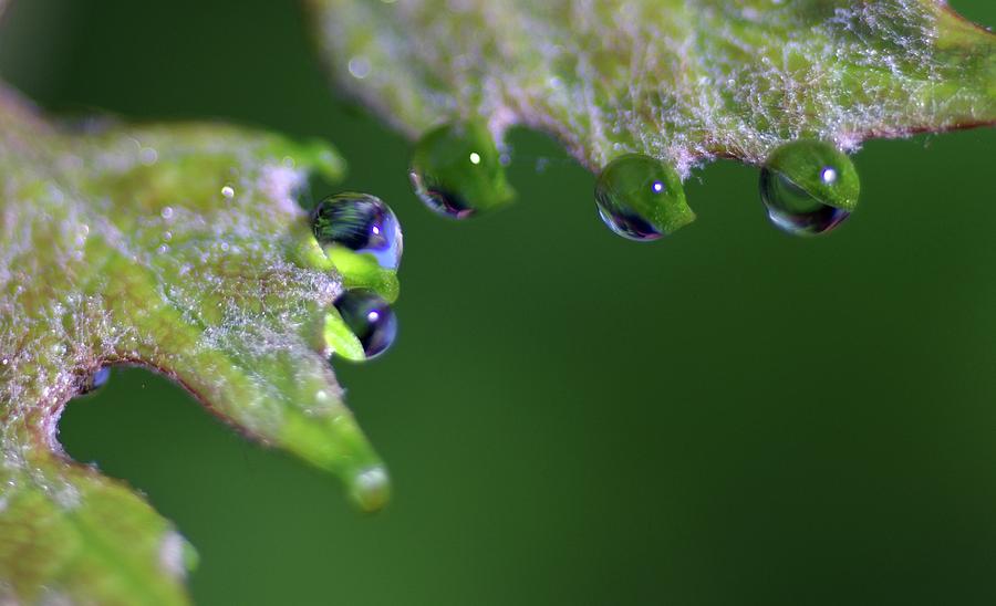 Water Droplet III Photograph by Richard Rizzo