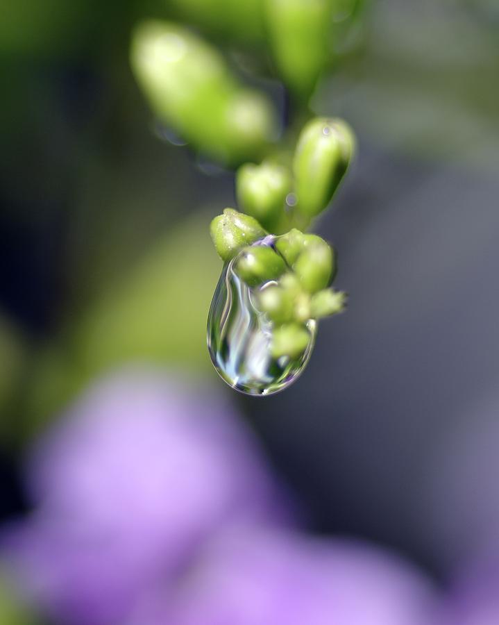 Water Droplet IV Photograph by Richard Rizzo