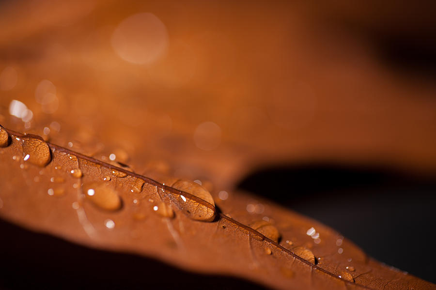 Water Droplet Macro Photograph by Erin Cadigan