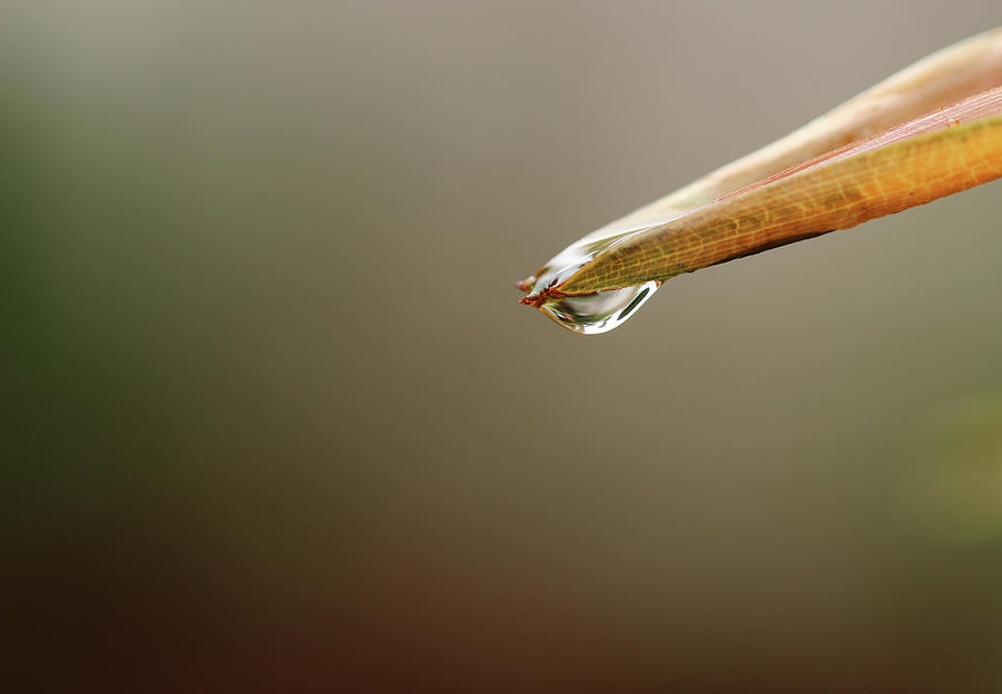 Water Droplet on Brown Palm Leaf Edge Photograph by Prakash Ghai