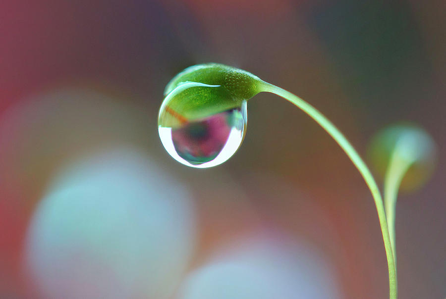 Nature Photograph - Water droplet on moss by Frank Fullard