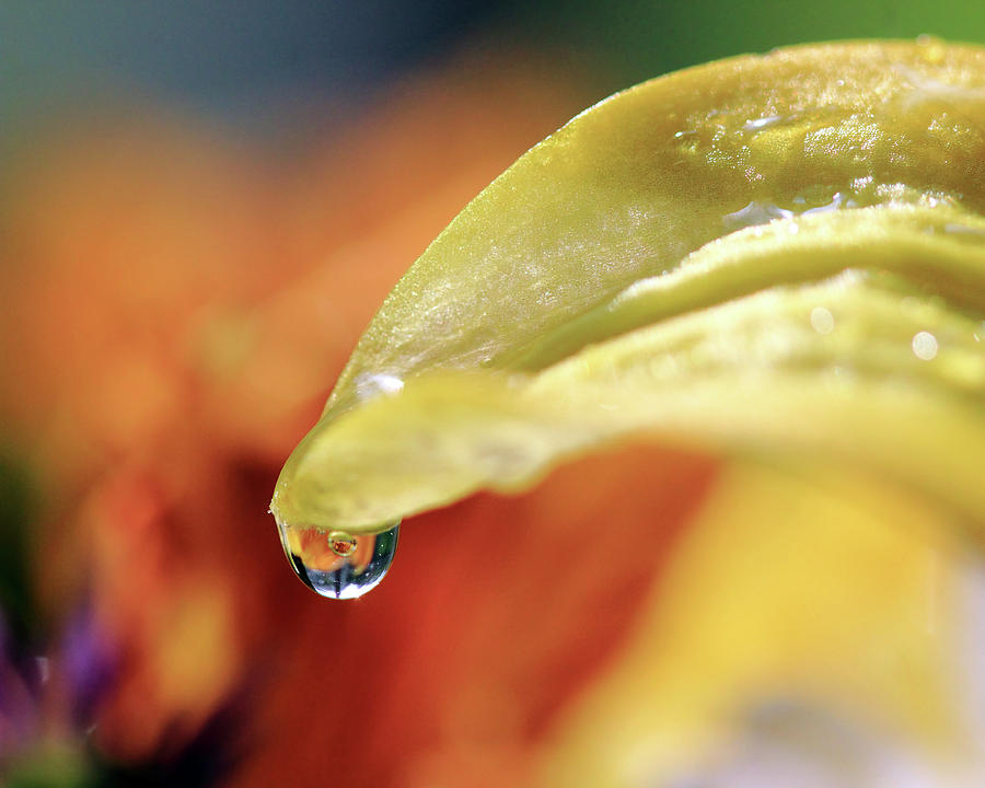 Water Droplet on Yellow Petal Photograph by Angela Murdock