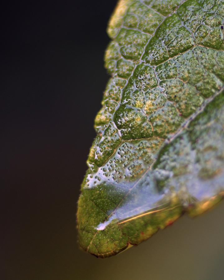 Water Droplet V Photograph by Richard Rizzo