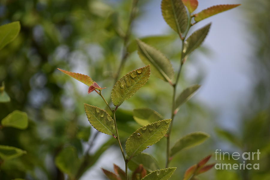 Water Droplets Photograph by Anita Goel - Pixels