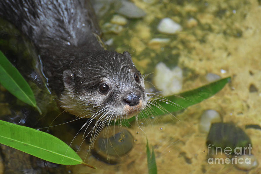 Water Droplets Clinging to a River Otters Whiskers Photograph by DejaVu Designs