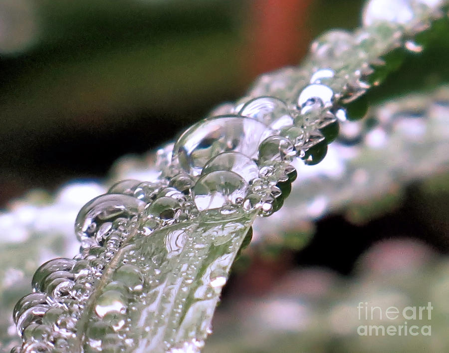 Water Droplets Photograph by Janice Drew