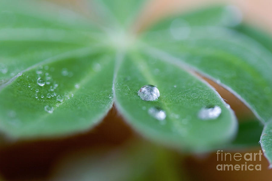 Water droplets on a leaf 1 Photograph by Yosi Apteker