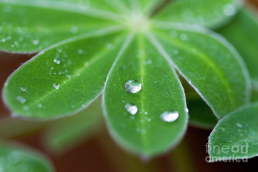Water droplets on a leaf Photograph by Yosi Apteker