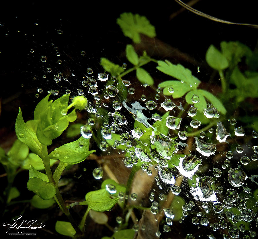 Leaves Photograph - Water Droplets on a Spiders Web by Phil And Karen Rispin