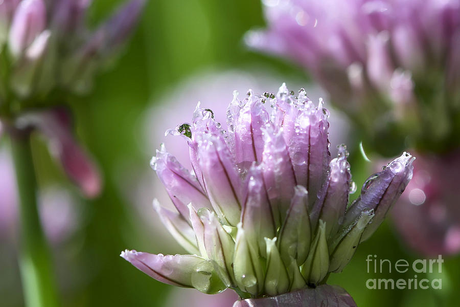 Allium Photograph - Water droplets on chives flowers by Teresa Zieba