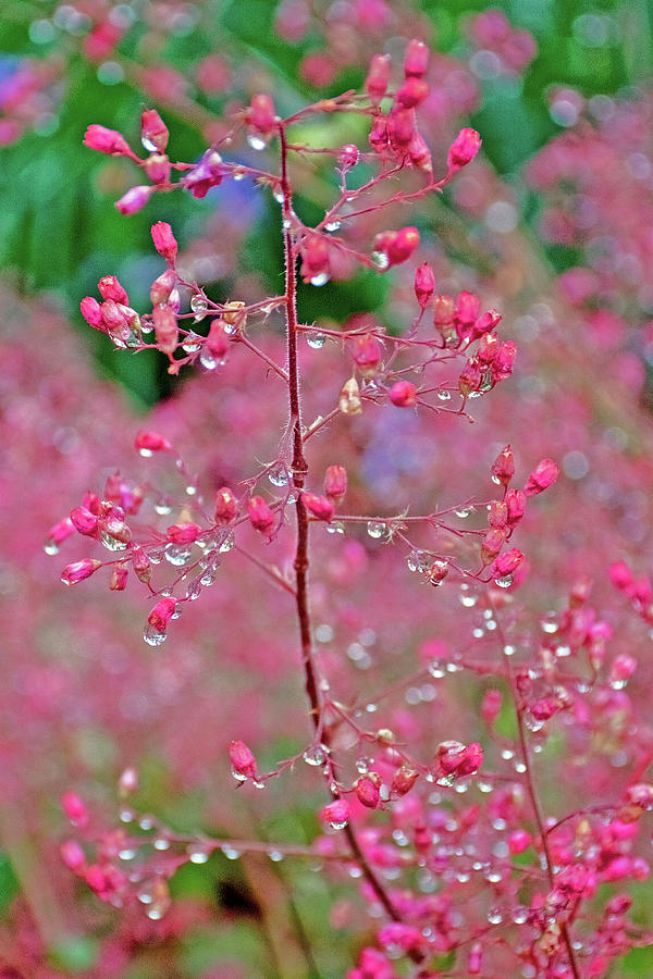 Water Droplets on Coral Bells in Rancho Santa Ana Botanic Gardens, Claremont-California Photograph by Ruth Hager