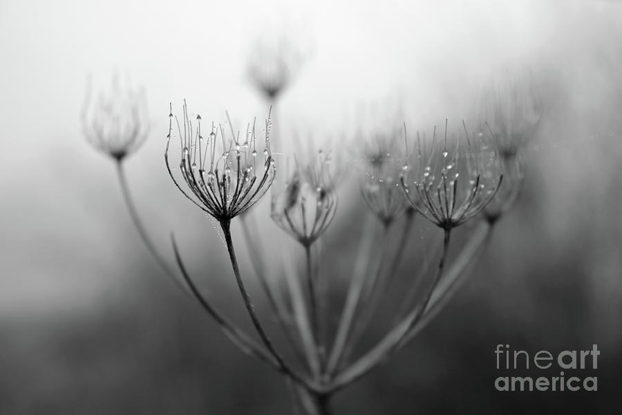 Water droplets on seedhead Photograph by Julia Gavin
