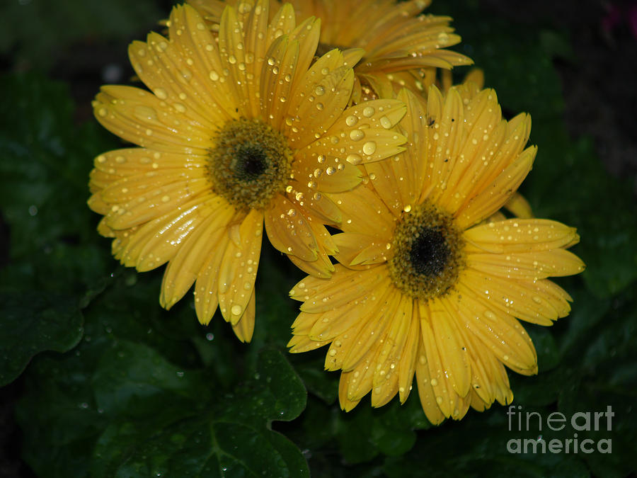 Water Droplets on Yellow Gerber Daisies Photograph by Robin Pedrero