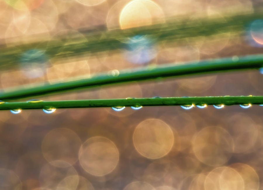 Water Drops at Sunrise Photograph by Marc Crumpler